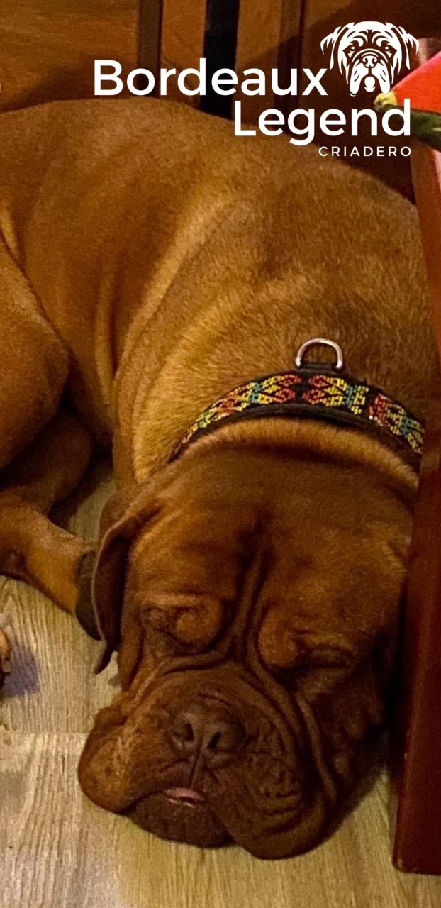 Cachorro 2