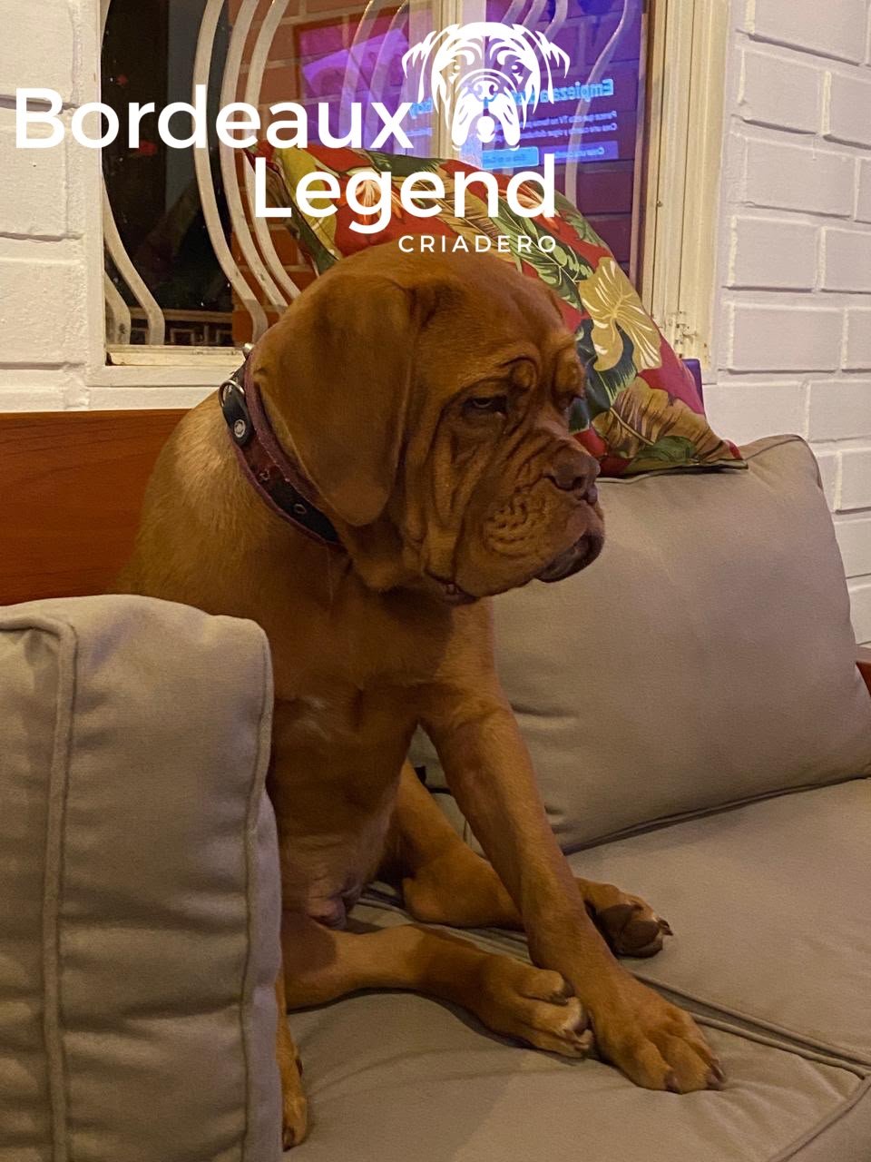 Entrega